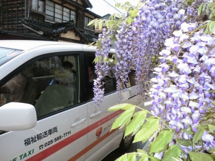 介護タクシーでお花見♪第２弾2