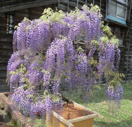 介護タクシーでお花見♪第２弾4