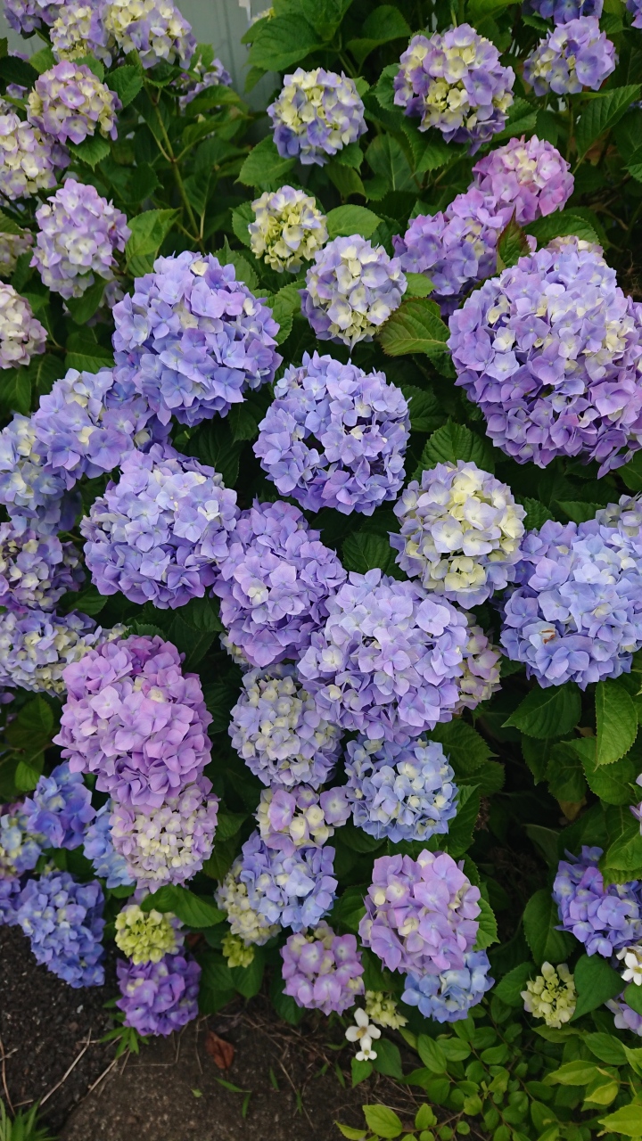 紫陽花 糸魚川 介護 ライフケアおれんじ